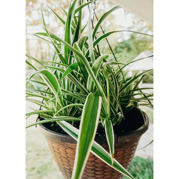 Spider Plant 6 in. Pot (2-Pack) THD100007 - The Home Depot
