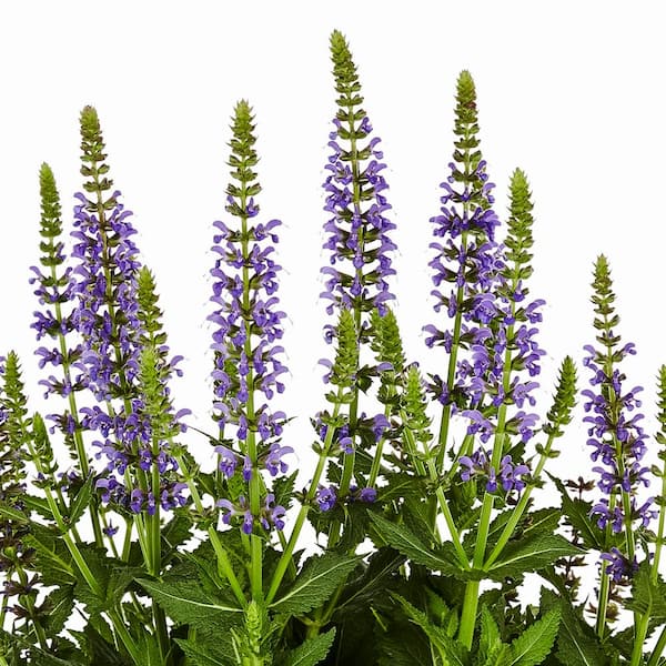 2 Qt. Salvia Apex Blue Perennial Plant (3-Pack)