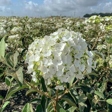 2.5 Gal - Chinese Snowball Viburnum, Live Deciduous Shrub, White Hydrangea-like Bloom Clusters