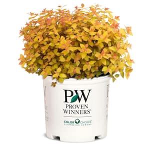 2 Gal, Double Play Candy Corn Spirea Shrub with Purple Flowers
