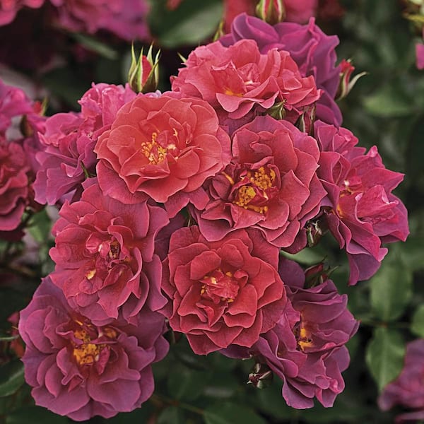 1 Gal. Pot, Cinco De Mayo Floribunda Rose Potted Plant (1-Pack)