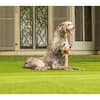 Lifeproof with Petproof Technology Premium Pet Turf 7.5 ft. x 13