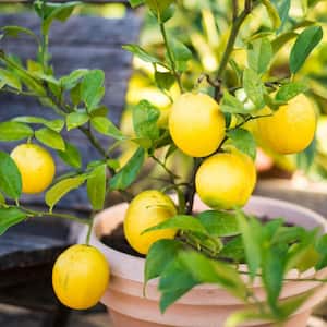 4 in. Pot White Flowers to Yellow Fruit Small Meyer Lemon Tree Live Fruiting Tropical Tree (1-Pack)