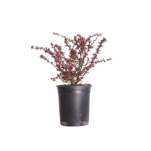FLOWERWOOD 2.5 Qt. Rose Glow Barberry Shrub with Mottled Red and White-Pink Foliage