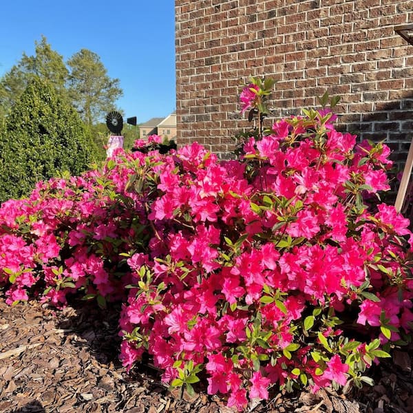 ENCORE AZALEA 1 Gal. Autumn Sangria Shrub with Pink Flowers