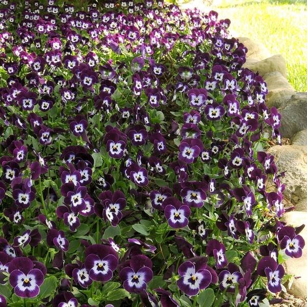 national PLANT NETWORK 4 in. Viola Sorbet XP Purple Face Plant (8