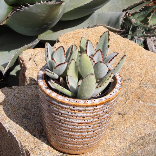 SMART PLANET 1 qt. Kalanchoe Assorted Succulents (4-Pack