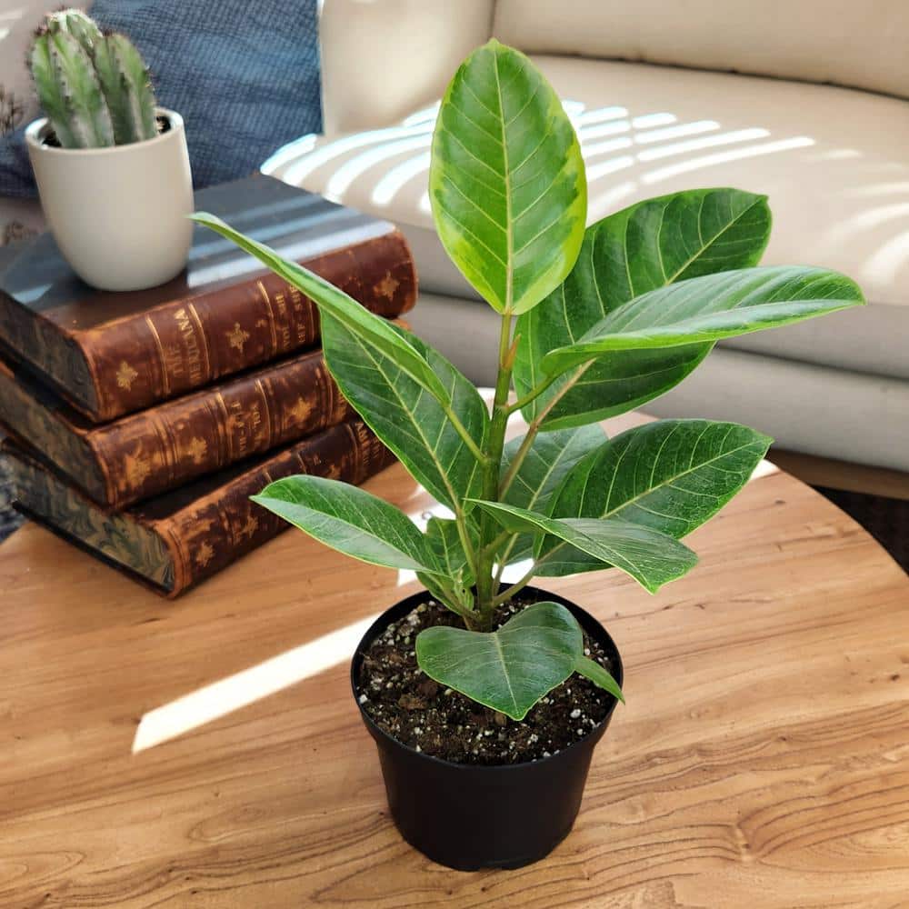 Ficus Altissima 6ft Indoor Plant in Black Plastic Pot