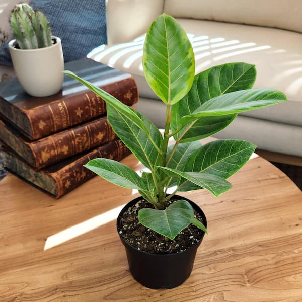 spike dracaena Dracaena Seeds | Indivisa Dracaena Spike Seeds