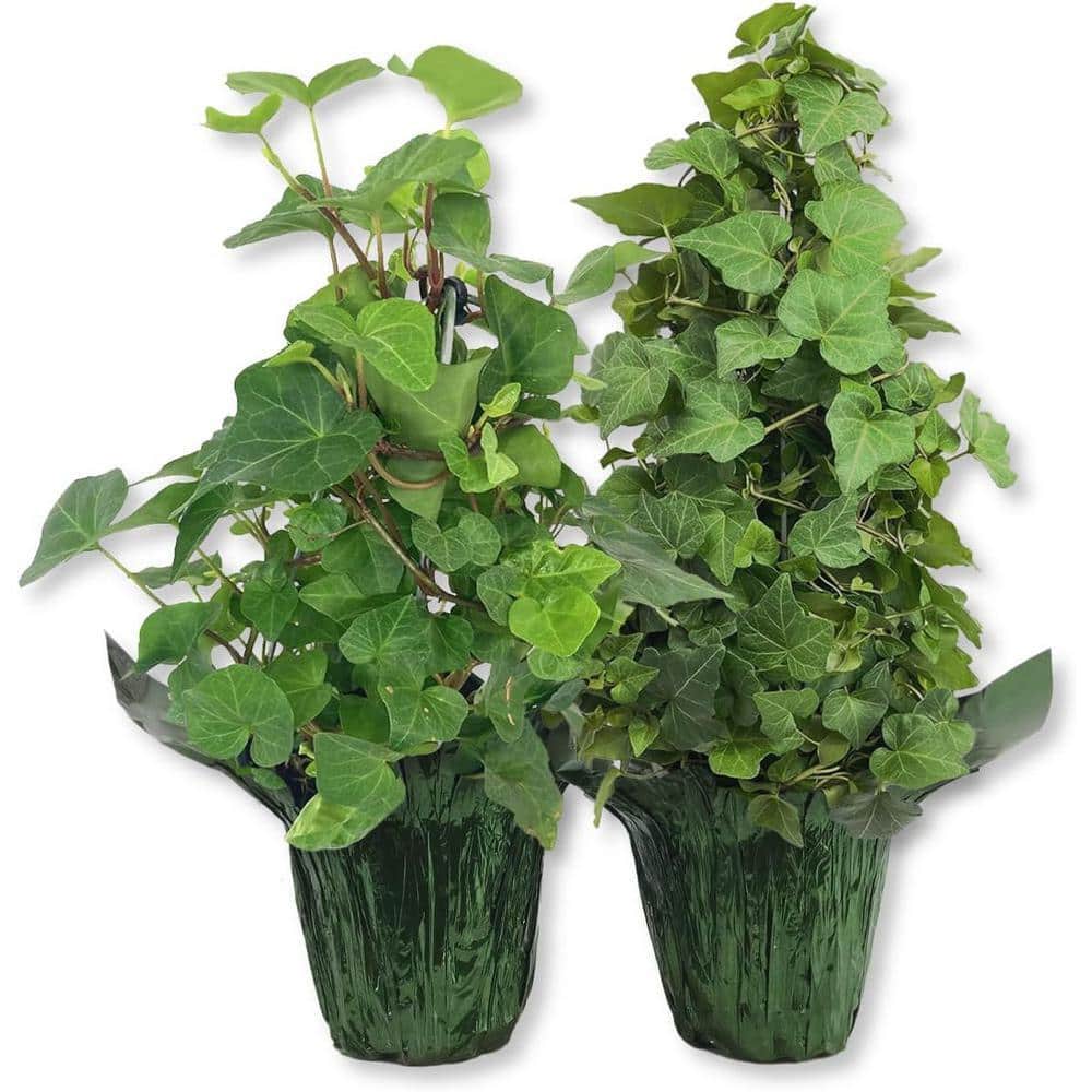 Wekiva Foliage English Ivy Tree in Festive Holiday Cover 2-Pack-2