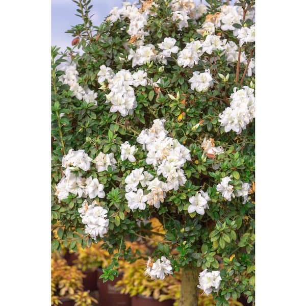 ENCORE AZALEA 3 Gal. Autumn Moonlight Azalea Bush with Reblooming
