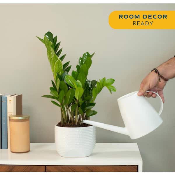 Zamioculas Zamiifolia Indoor ZZ Plant in 6 in. White Decor Planter, Avg. Shipping Height 10 in. Tall