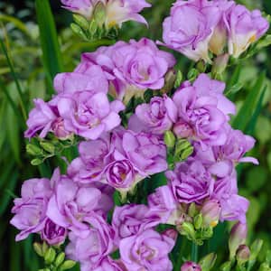 Freesias Double Blooming Lavender Bulbs (25-Pack)