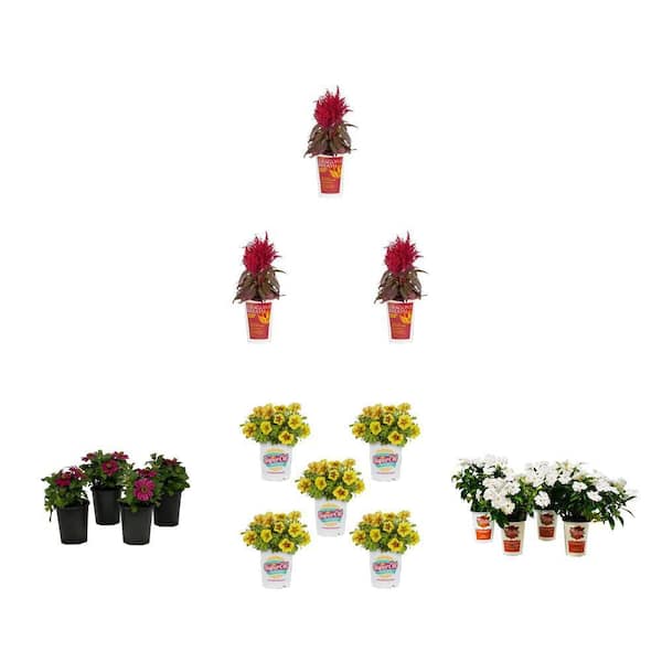 outdoor plants pots large Big Sonoma Planter - (Clay) By Plantatorem