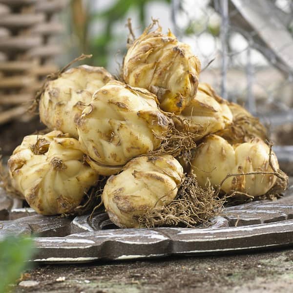 VAN ZYVERDEN Lilies Premium OT Hybrid Friso (Set of 5