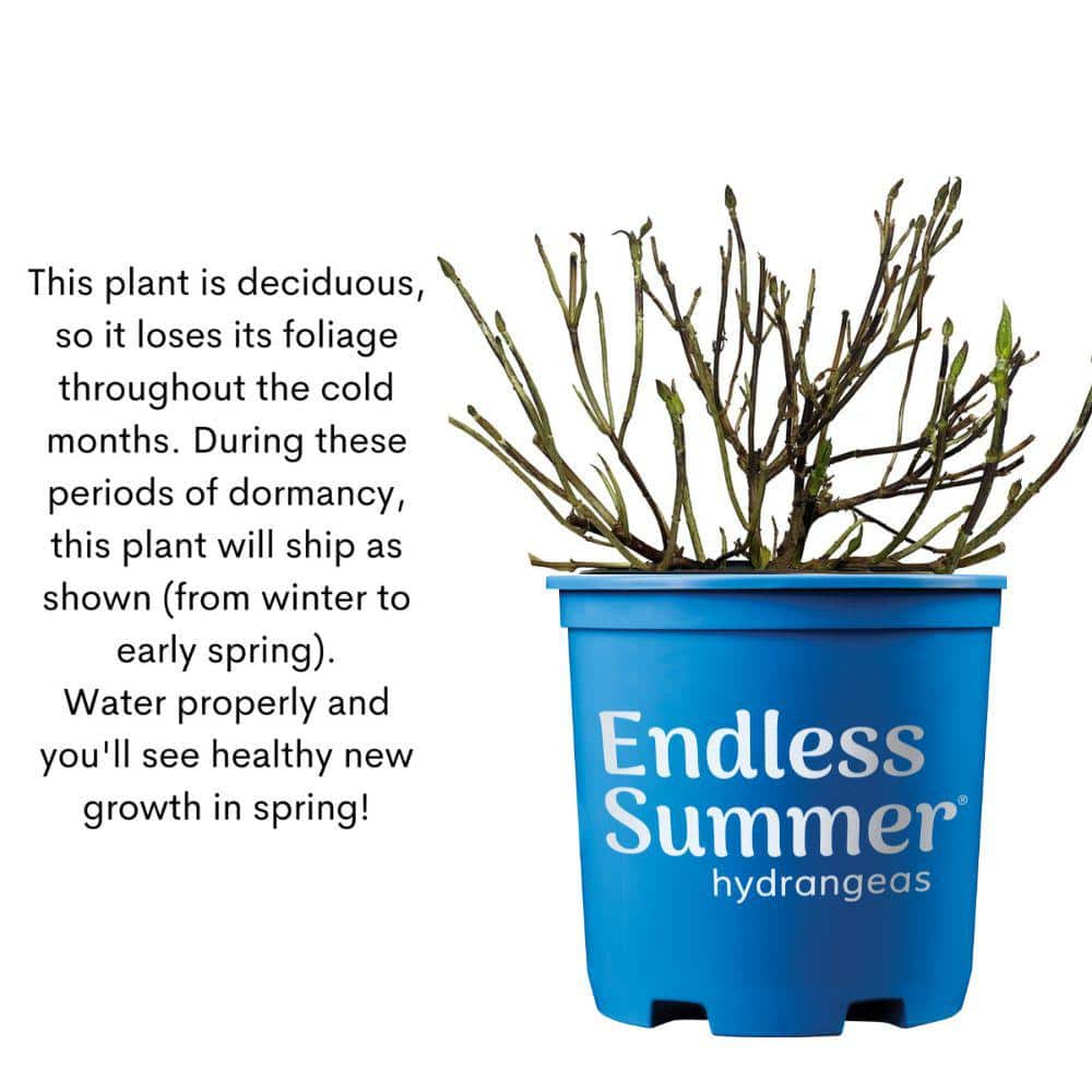 Endless Summer Purple and Blue Hydrangea in 1-Gallon Container