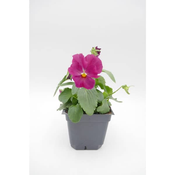 BELL NURSERY 4 in. Pansy Annual Live Plant with Rose Colored Blooms (6-Pack)