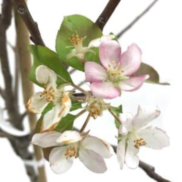 7 gal. Golden Delicious Apple Tree