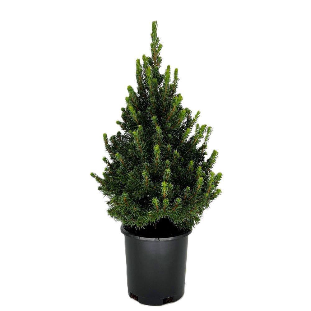 ornamental-trees-o5850016ppk-