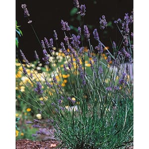 3 Gal. Provence French Lavender (Lavandula) Live Evergreen Shrub with Purple Flowers (1-Pack)
