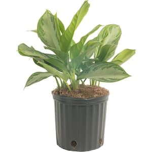 Aglaonema Silver Bay Indoor Plant in 9.25 in. Grower Pot, Avg. Shipping Height 2-3 ft. Tall