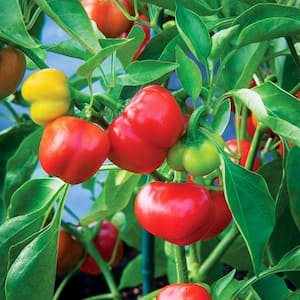 19 oz. Pimiento Pepper Plant