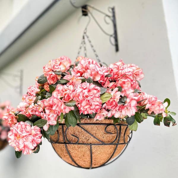 12 in. Hanging Baskets with Coco Liner, Black Metal Wire Flower