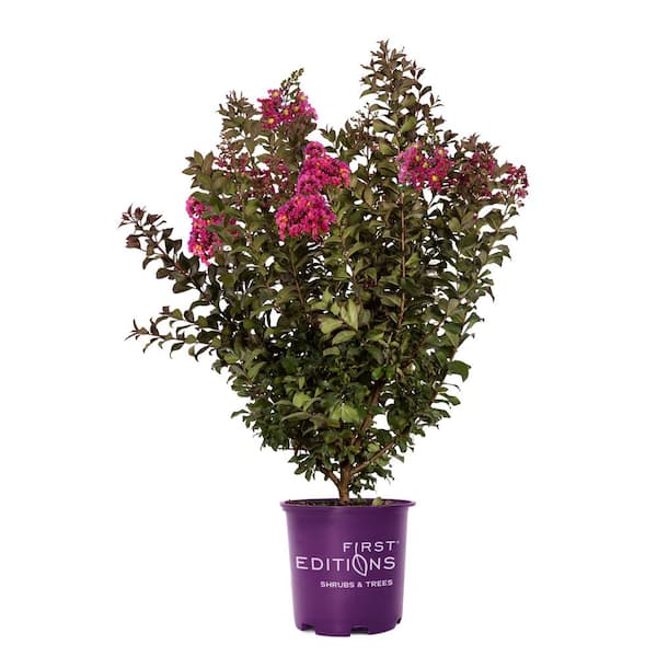 FIRST EDITIONS 7 Gal. Plum Magic Crape Myrtle Flowering Shrub with Fuschia Pink Flowers