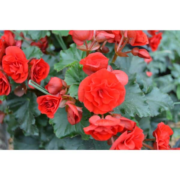 11 Select HB Begonia Viking Plant with Red Flowers 1005285816