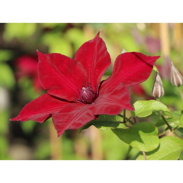 Wekiva Foliage Clematis Nubia-4 Live Plants in 3.5 Inch Growers Pots-Clematis Connoisseur Collection-Beautiful Rare Starter Vines