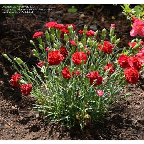 Unbranded - Perennial Carnation Scent First Passion 2.5 qt. (2-Pack)