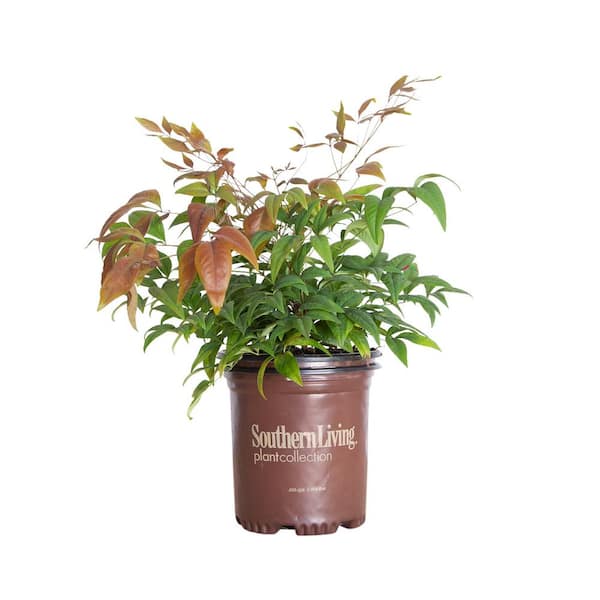 2.5 Qt. Blush Pink Nandina Shrub