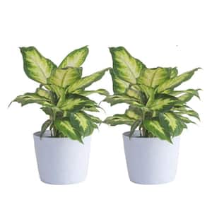 Dieffenbachia Indoor Plant in 6 in. White Ribbed Plastic Decor Planter, Avg. Shipping Height 1-2 ft. Tall (2-Pack)