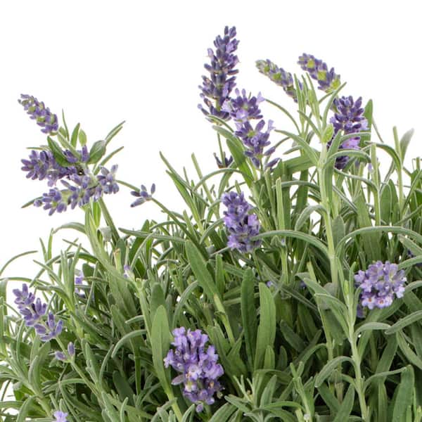 METROLINA GREENHOUSES 2.5 Qt. Vigoro Nature's Nutrients Lavender