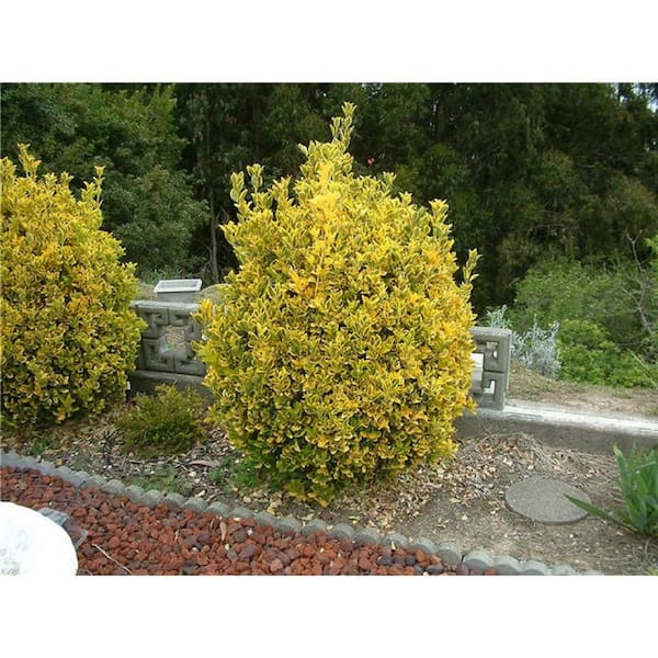 1 Gal. Golden Euonymus (Japonicus Aureomarginata) Live Evergreen Shrub with Green and Gold Variegated Foliage