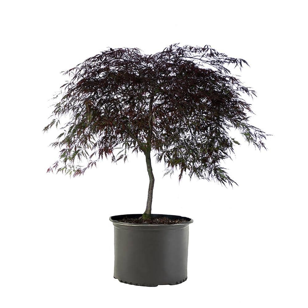 3 Gal. Tamukeyama Japanese Maple Tree with Red Foliage