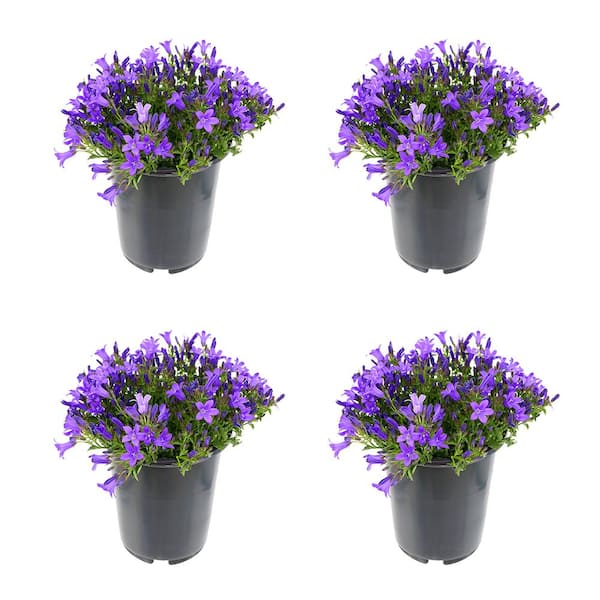 Unbranded 2.5 qt. Campanula Portenschlagiana Clockwise Blue Perennial Plant with Blue Flowers (4-Pack)