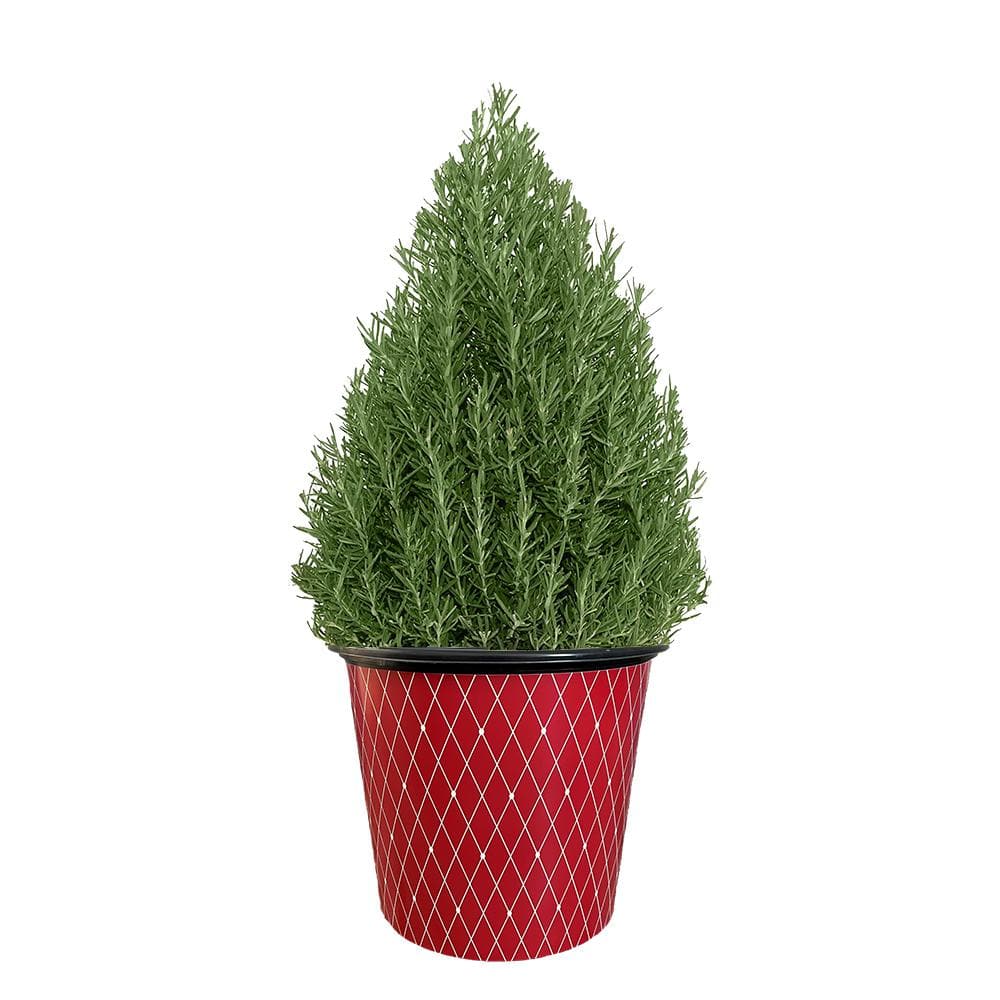 1 Gal. Rosemary Evergreen Holiday Plant in Decorative Red Pot with Pale Blu