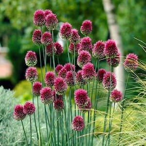 6/Plus cm, Drumsticks Allium Flower Bulbs (Bag of 100)