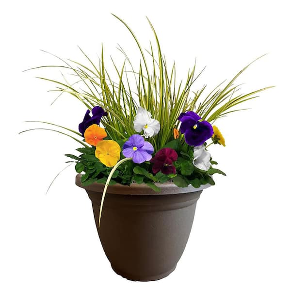 Unbranded 11 in. Pansy Annual Plant in Decorative Pot with Pastel Colored Blooms and Acorus Grass