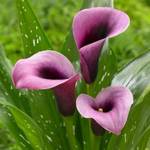 14/16 cm, Purple Accent Calla Lily Flower Bulbs (Bag of 10)