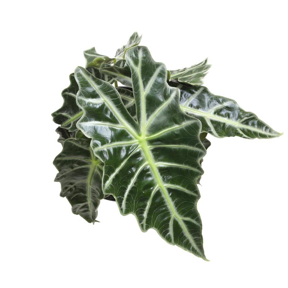 Alocasia Polly Indoor/Outdoor Air-Purifying Plant in Black Plastic Pot