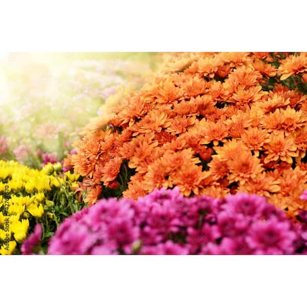 3 Gal. Tricolor Chrysanthemum (Mum) Annual Fall Outdoor Live Plant with Assorted Blossom Colors in Grower Pot