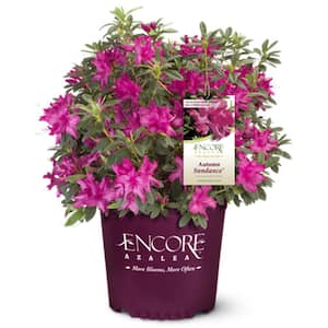 2 Gal. Autumn Sundance Encore Azalea Shrub with Magenta Pink Reblooming Flowers