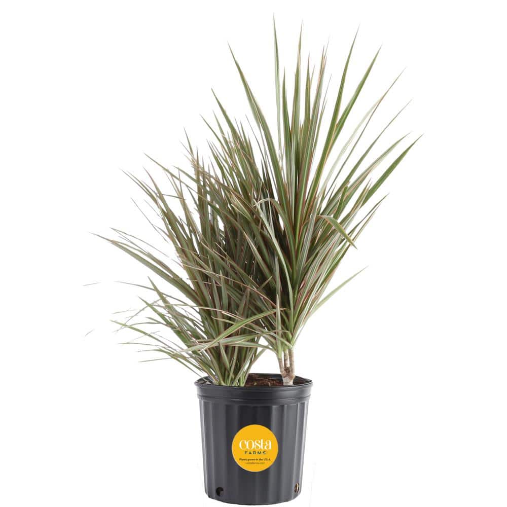 Large Indoor/Outdoor Dracaena Marginata in Black Grower Pot