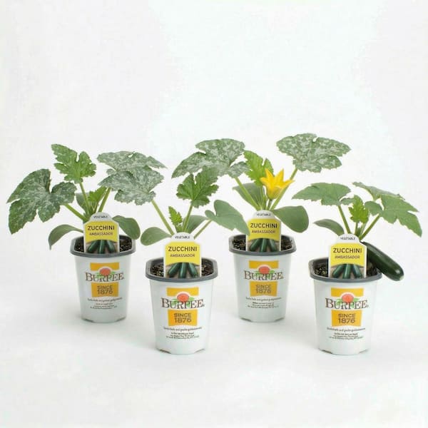 4.5 in. Pot Burpee Zucchini-Plant (4-Plants)