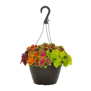 1 Gal. Coleus Painted Nettle Multicolor Mix in Decorative Hanging Basket Annual Plant (1-Pack)