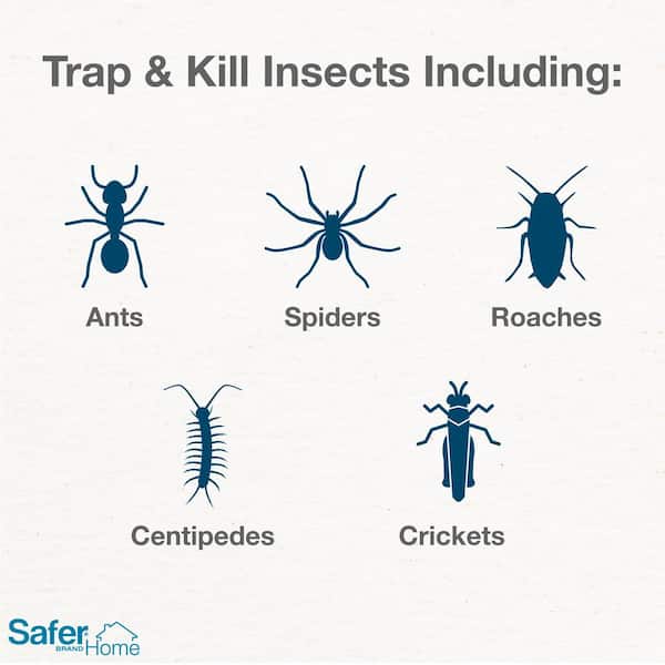 Importance of Crawling Insect Traps for Pest Control in the USA