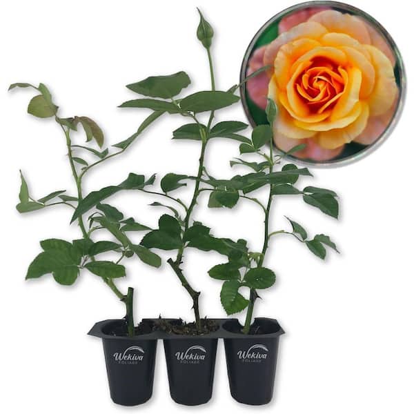 Wekiva Foliage Magic Lantern Rose Bush 3-Live Starter Plants in 2 in. Growers Pots-Beautifully Fragrant Grandiflora Rose