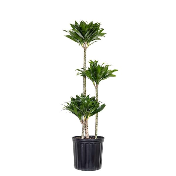 10 in. Dracaena Janet Craig Compacta Plant in Grower Pot
